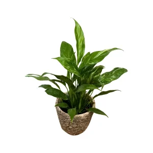 Variegated Peace Lily Live Plant - Spathiphyllum Domino - 4 inch Pot - Indoor - Image 7