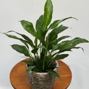 Variegated Peace Lily Live Plant - Spathiphyllum Domino - 4 inch Pot - Indoor Air Purifying - Image 7