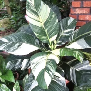 Variegated Peace Lily Sensation Live Plant – 2 inch Pot – Indoor - Image 1