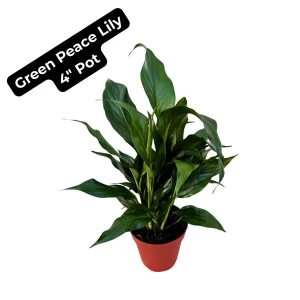 Variegated Peace Lily Spathiphyllum Domino Live Plant – Air Purifying Indoor Plant – 1-2 Feet Tall - Image 2