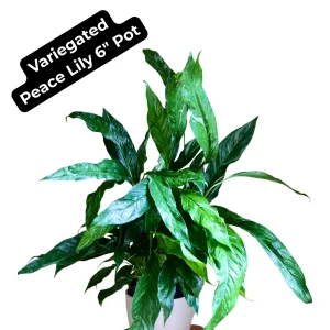 Variegated Peace Lily Spathiphyllum Domino Live Plant – Air Purifying Indoor Plant – 1-2 Feet Tall - Image 4
