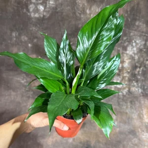 Variegated Peace Lily Spathiphyllum Domino Live Plant – Air Purifying Indoor Plant – 1-2 Feet Tall - Image 9