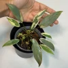 Variegated Philodendron Atabapoense Live Plant - Rare Aroid Collector's Houseplant - Image 1