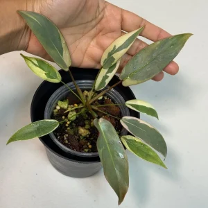 Variegated Philodendron Atabapoense Live Plant - Rare Aroid Collector's Houseplant - Image 1