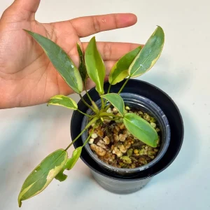 Variegated Philodendron Atabapoense Live Plant - Rare Aroid Collector's Houseplant - Image 2