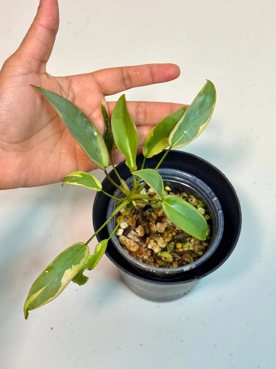 Variegated Philodendron Atabapoense Live Plant - Rare Aroid Collector's Houseplant - Image 2