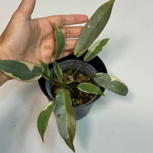 Variegated Philodendron Atabapoense Live Plant - Rare Collector's Aroid - Indoor - Image 2