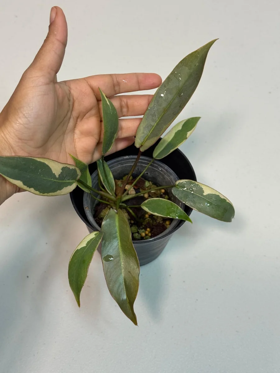 Variegated Philodendron Atabapoense Live Plant - Rare Collector's Aroid - Indoor - Image 2