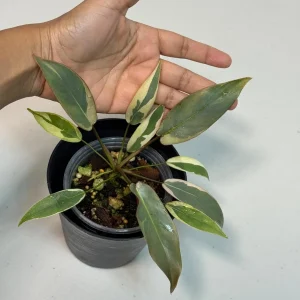 Variegated Philodendron Atabapoense Live Plant - Rare Aroid Collector's Houseplant - Image 3