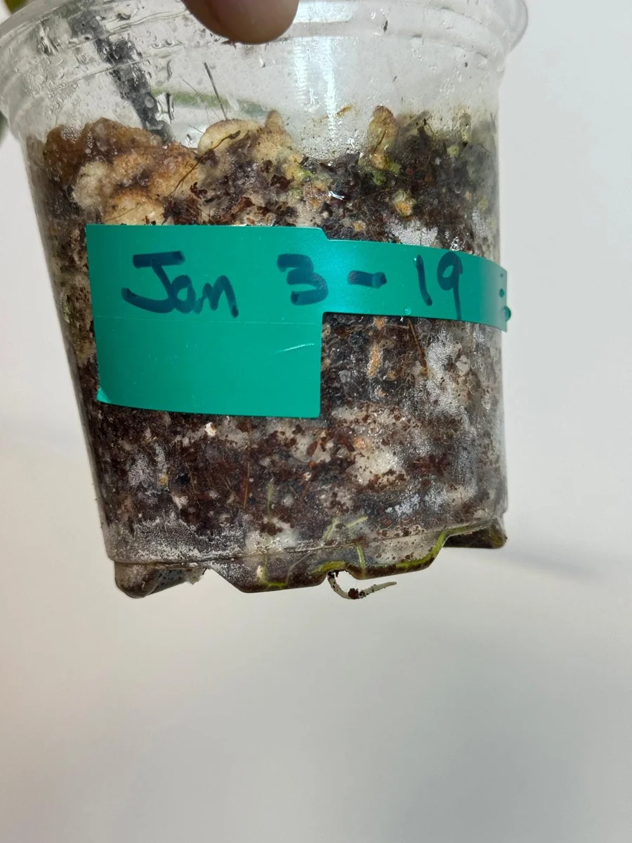 Variegated Philodendron Atabapoense Live Plant - Rare Aroid Collector's Houseplant - Image 3