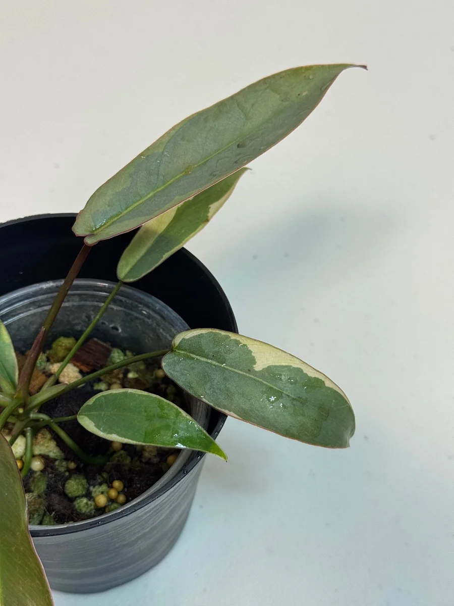 Variegated Philodendron Atabapoense Live Plant - Rare Collector's Aroid - Indoor - Image 3