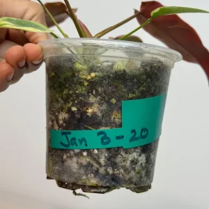 Variegated Philodendron Atabapoense Live Plant - Rare Aroid Collector's Houseplant - Image 4