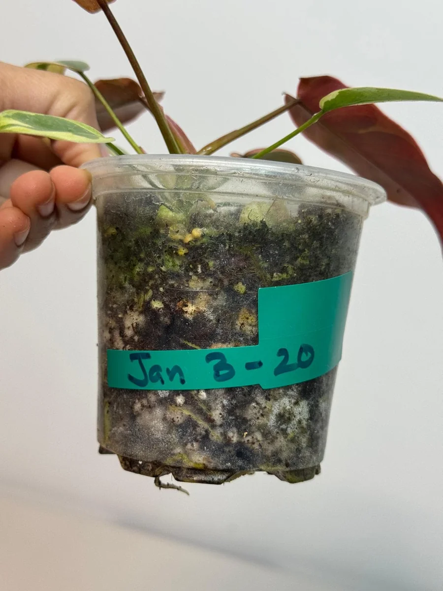 Variegated Philodendron Atabapoense Live Plant - Rare Aroid Collector's Houseplant - Image 4