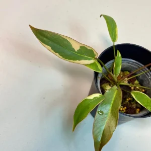 Variegated Philodendron Atabapoense Live Plant - Rare Collector's Aroid - Indoor - Image 4