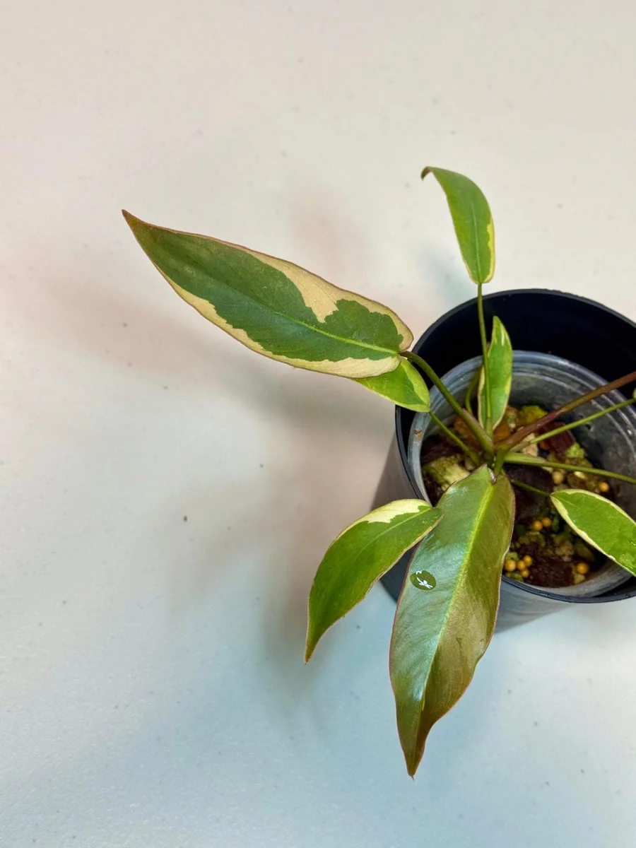 Variegated Philodendron Atabapoense Live Plant - Rare Collector's Aroid - Indoor - Image 4