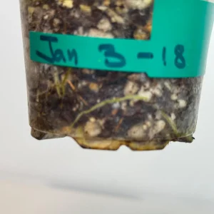 Variegated Philodendron Atabapoense Live Plant - Rare Collector's Aroid - Indoor - Image 5