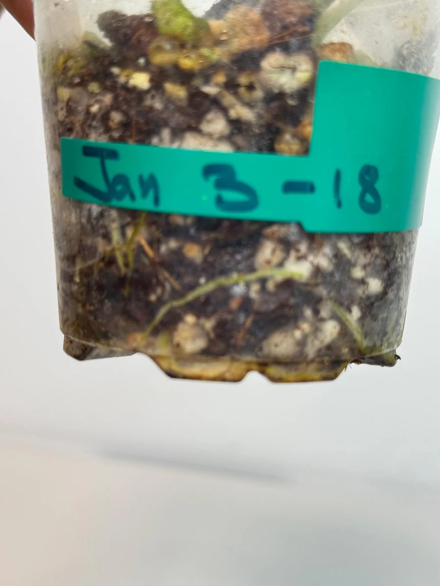 Variegated Philodendron Atabapoense Live Plant - Rare Collector's Aroid - Indoor - Image 5