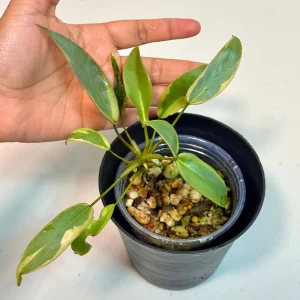 Variegated Philodendron Atabapoense Live Plant – Rare Collector's Aroid – Indoor Houseplant - Image 1