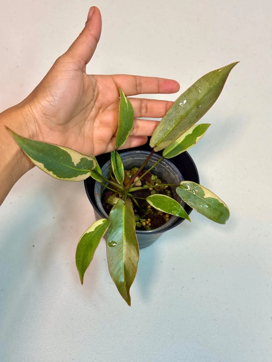 Variegated Philodendron Atabapoense Live Plant - Rare Collector's Aroid - Indoor - Image 1