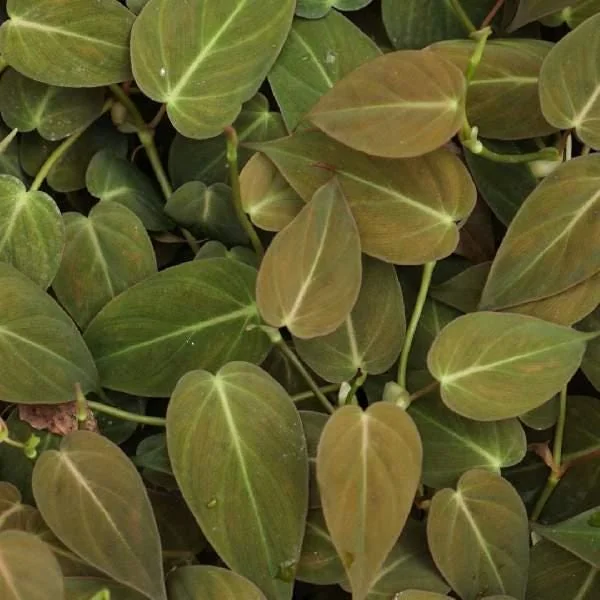 Variegated Philodendron Brasil Live Plant - Well-Rooted Plug Houseplant - Image 2