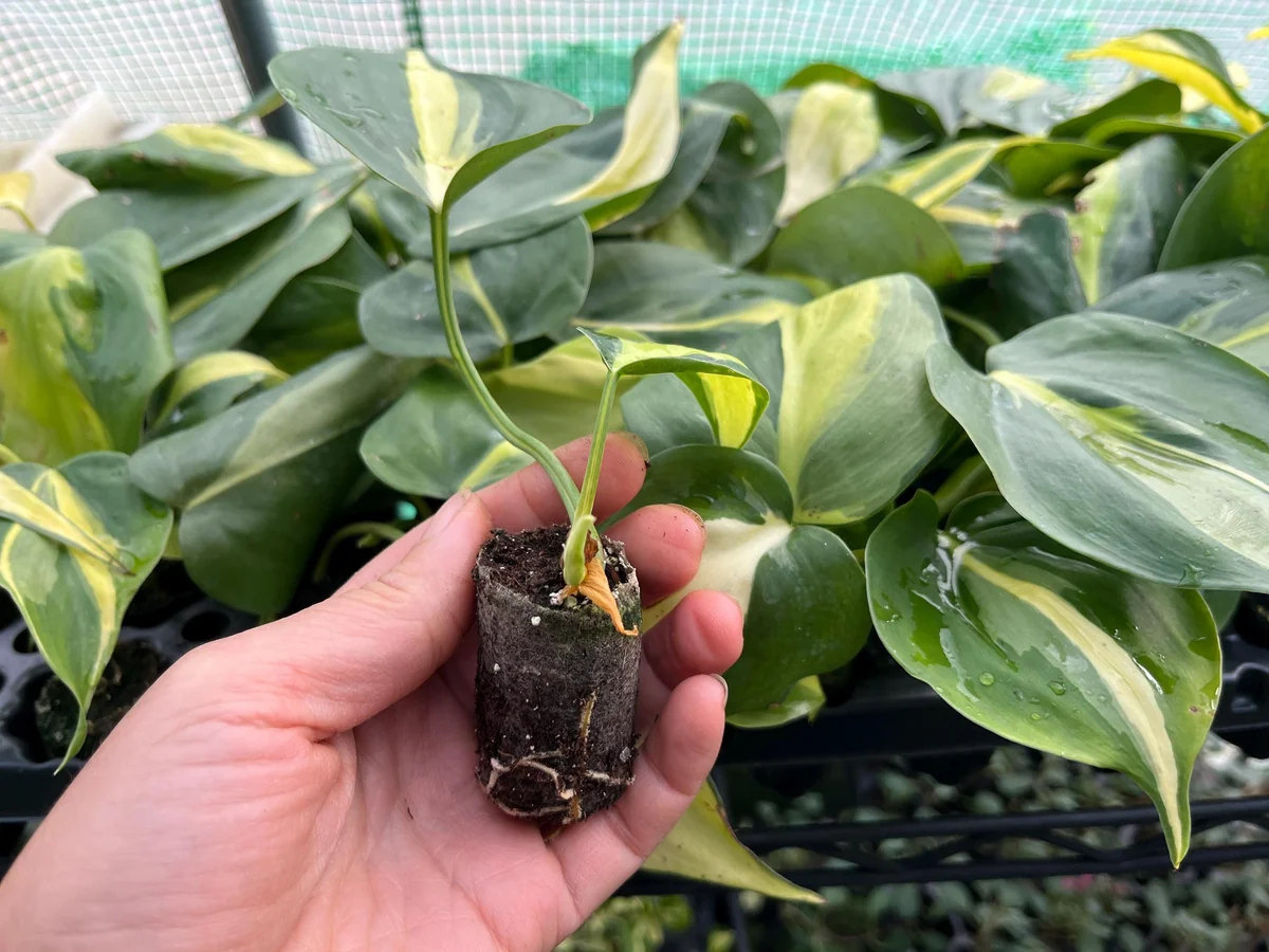Variegated Philodendron Brasil Live Plant - Well-Rooted Plug Houseplant - Image 1