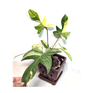 Variegated Philodendron Florida Beauty Live Plant - Rare Collector Houseplant - Image 1