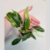 Variegated Philodendron Florida Beauty Live Plant - Rare Indoor Houseplant - Image 1