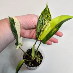 Variegated Philodendron Florida Beauty Live Plant - Rare Indoor Houseplant - Image 1
