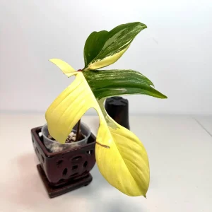 Variegated Philodendron Florida Beauty Live Plant - Rare Aroid Houseplant - Image 1