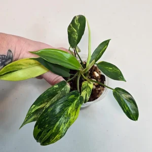 Variegated Philodendron Florida Beauty Live Plant - Rare Indoor Houseplant - Image 2