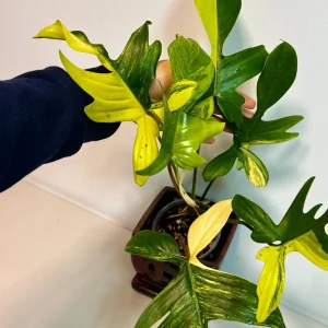 Variegated Philodendron Florida Beauty Live Plant - Rare Collector Houseplant - Image 2