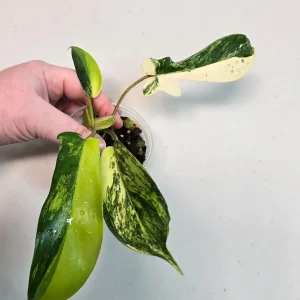 Variegated Philodendron Florida Beauty Live Plant - Rare Indoor Houseplant - Image 2