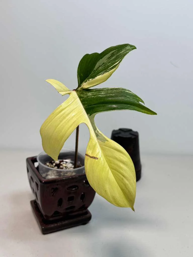 Variegated Philodendron Florida Beauty Live Plant - Rare Indoor Houseplant in Nursery Pot - Image 3