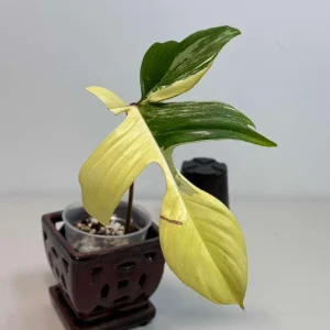 Variegated Philodendron Florida Beauty Live Plant - Rare Aroid Houseplant - Image 3