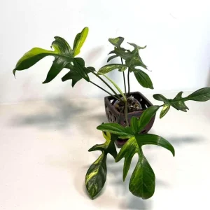 Variegated Philodendron Florida Beauty Live Plant - Rare Houseplant - Image 4