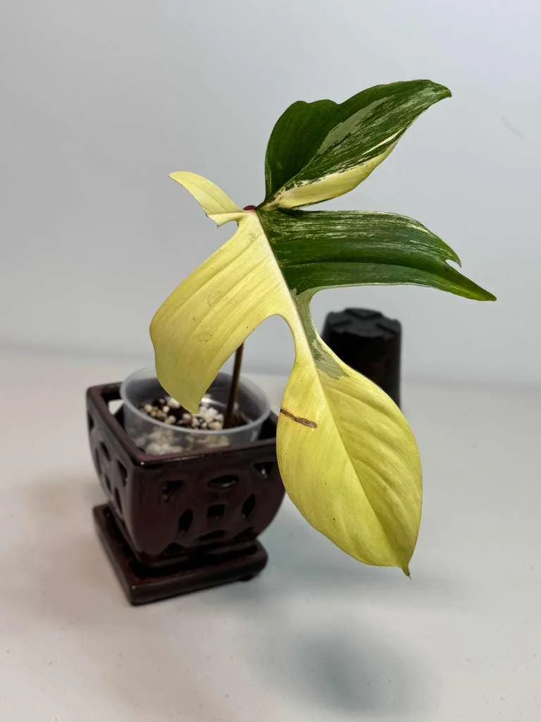 Variegated Philodendron Florida Beauty Live Plant - Rare Indoor Houseplant in Nursery Pot - Image 4