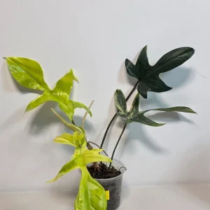 Variegated Philodendron Florida Beauty Live Plant - Rare Houseplant - Potted - Image 4