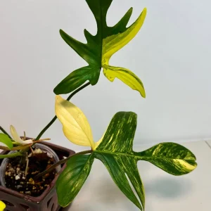 Variegated Philodendron Florida Beauty Live Plant - Rare Collector Houseplant - Image 4