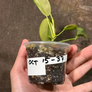 Variegated Philodendron Florida Beauty Live Plant - Rare Indoor Houseplant - Image 4