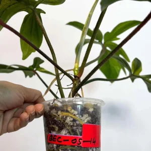 Variegated Philodendron Florida Beauty Live Plant - Rare Houseplant - Image 5