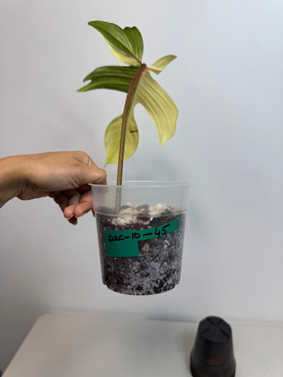 Variegated Philodendron Florida Beauty Live Plant - Rare Indoor Houseplant in Nursery Pot - Image 5