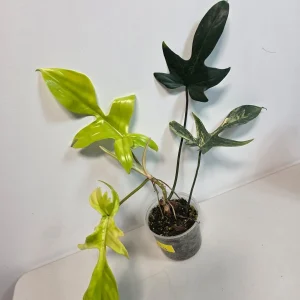 Variegated Philodendron Florida Beauty Live Plant - Rare Houseplant - Potted - Image 5