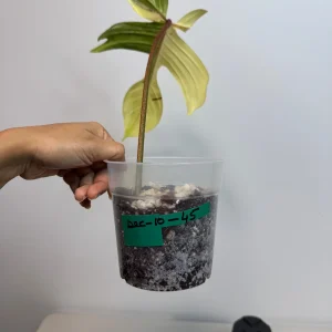 Variegated Philodendron Florida Beauty Live Plant - Rare Aroid Houseplant - Image 5