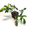 Variegated Philodendron Florida Beauty Live Plant - Rare Houseplant - Image 1