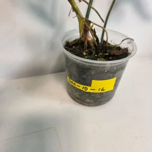 Variegated Philodendron Florida Beauty Live Plant - Rare Houseplant - Potted - Image 6