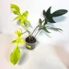 Variegated Philodendron Florida Beauty Live Plant - Rare Houseplant - Potted - Image 1