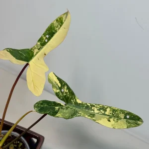 Variegated Philodendron Florida Beauty x Billietiae Live Plant - Rare Tropical Hybrid - Image 3