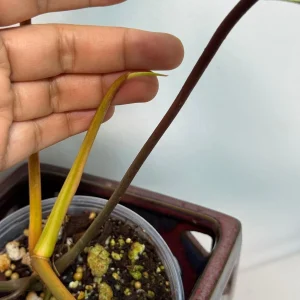 Variegated Philodendron Florida Beauty x Billietiae Live Plant - Rare Tropical Hybrid - Image 4