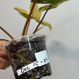 Variegated Philodendron Florida Beauty x Billietiae Live Plant - Rare Tropical Hybrid - Image 5