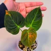 Variegated Philodendron Melanochrysum Live Plant - Rare Aroid Houseplant - Image 1